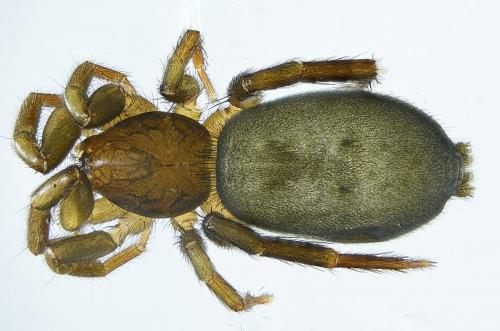Marinarozelotes fuscipes